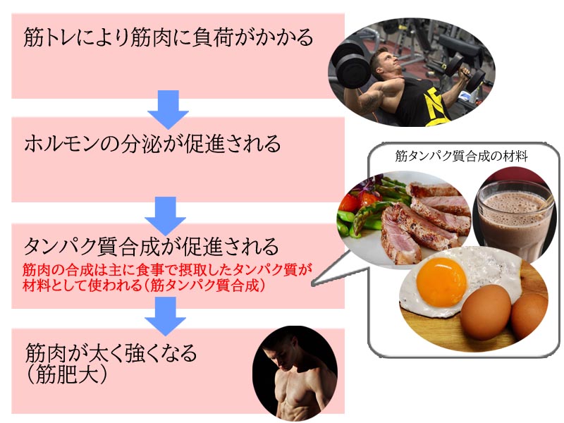 飛距離を上げるためのプロテイン